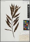 Foto von Salix alba L. x Salix fragilis L.
